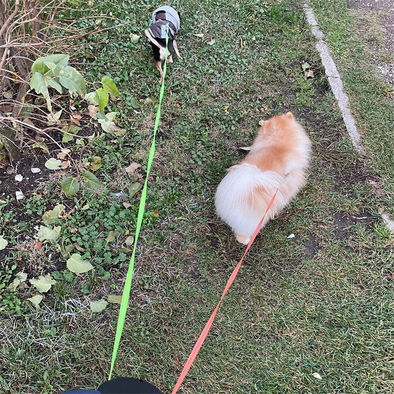 No Tangle Dual Dog Leash